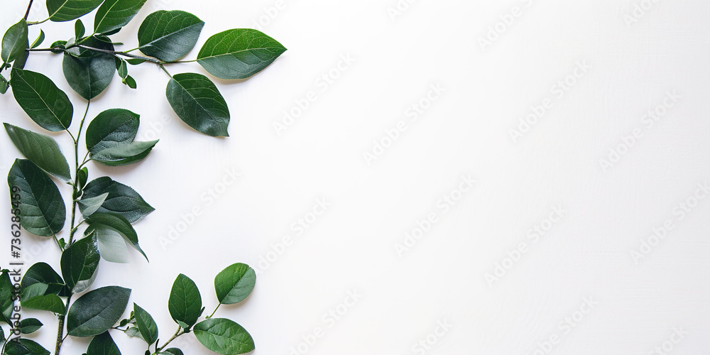 Green plant leaves and vines on a white background with copy space. Greenery, nature, growth concept, graphic design resource element