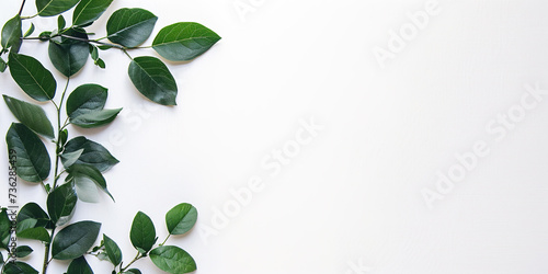 Green plant leaves and vines on a white background with copy space. Greenery, nature, growth concept, graphic design resource element photo