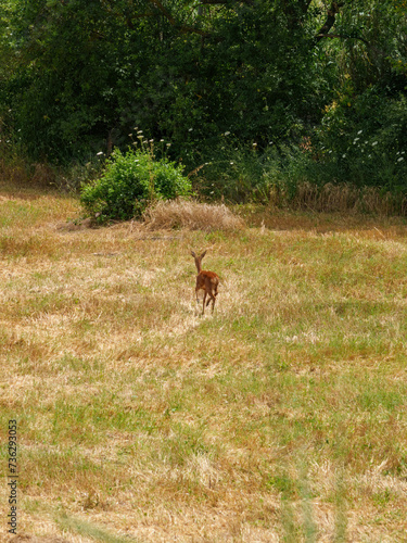 Young roe deer searching for water in Anruzzo, Italy