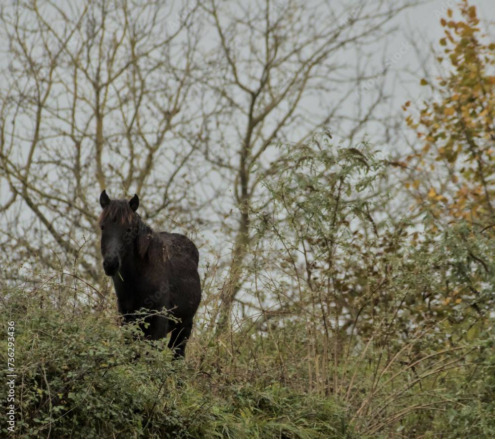 Fototapeta premium beautiful black horse grazing freely in the mountain