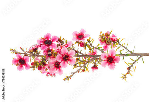 Blossoming Manuka branch isolated on white background, Leptospermum scoparium