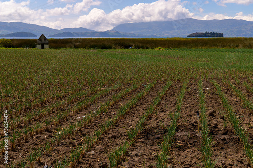 Laguna de tota,cultivos de cebolla, Boyaca, 