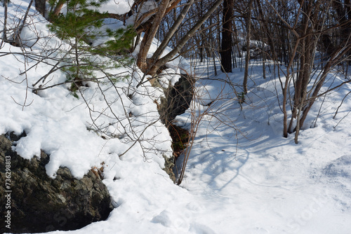 A view of a garden with snow stuck on it.
