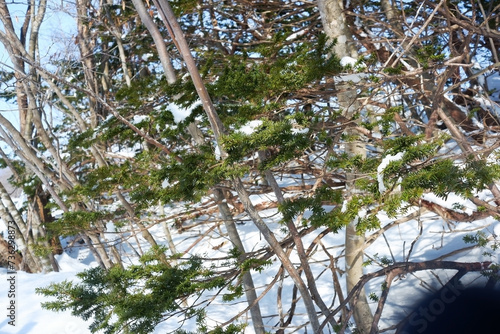 A view of a garden with snow stuck on it.