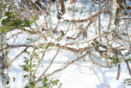 A view of a garden with snow stuck on it.