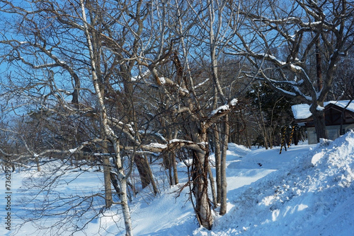 A view of a garden with snow stuck on it.