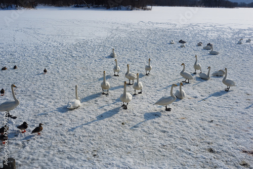A flock of geese walking on a sheet of ice.