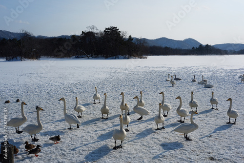 A flock of geese walking on a sheet of ice.