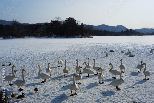 A flock of geese walking on a sheet of ice.