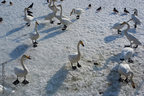 A flock of geese walking on a sheet of ice.