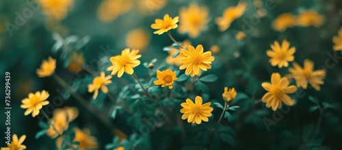 The adorable tiny yellow blooms.