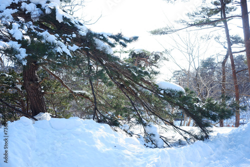 A view of a garden with snow stuck on it.