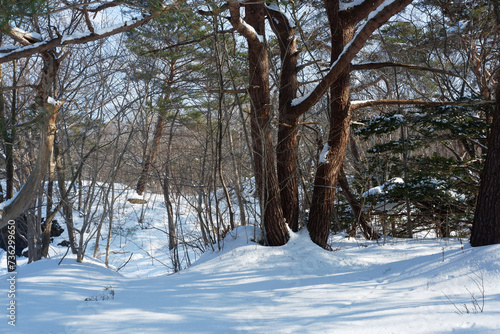 A view of a garden with snow stuck on it.