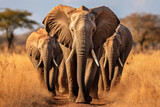 group of elephants walking on the dry grass in the wilderness