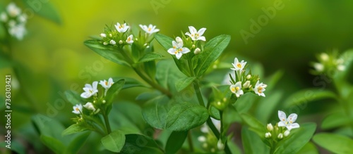 Galinsoga parviflora, commonly called Gallant Soldiers, is a South American plant with small white flowers that now grows as a weed in European gardens. photo