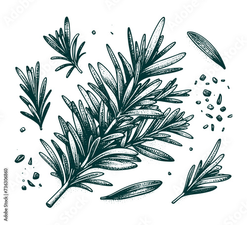 Rosemary hand drawn vector graphic asset herbs