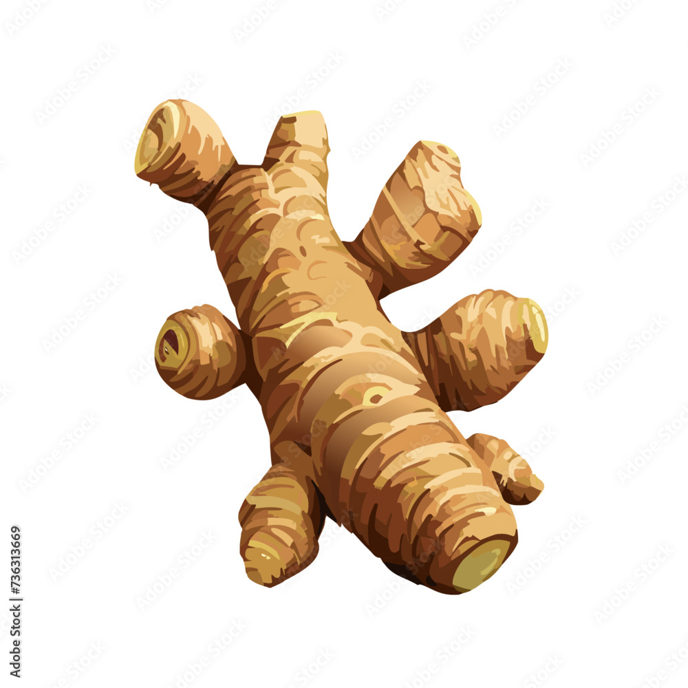 Illustration of Fresh Ginger Root