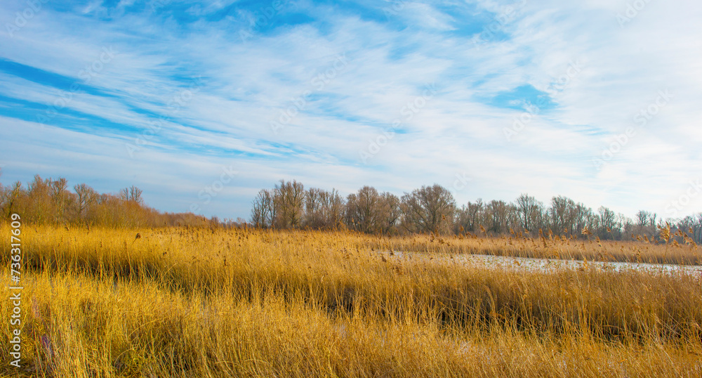 Reed along the edge of a lake in a blue cloudy sky in sunlight in winter, Almere, Flevoland, The Netherlands, February 13, 2024