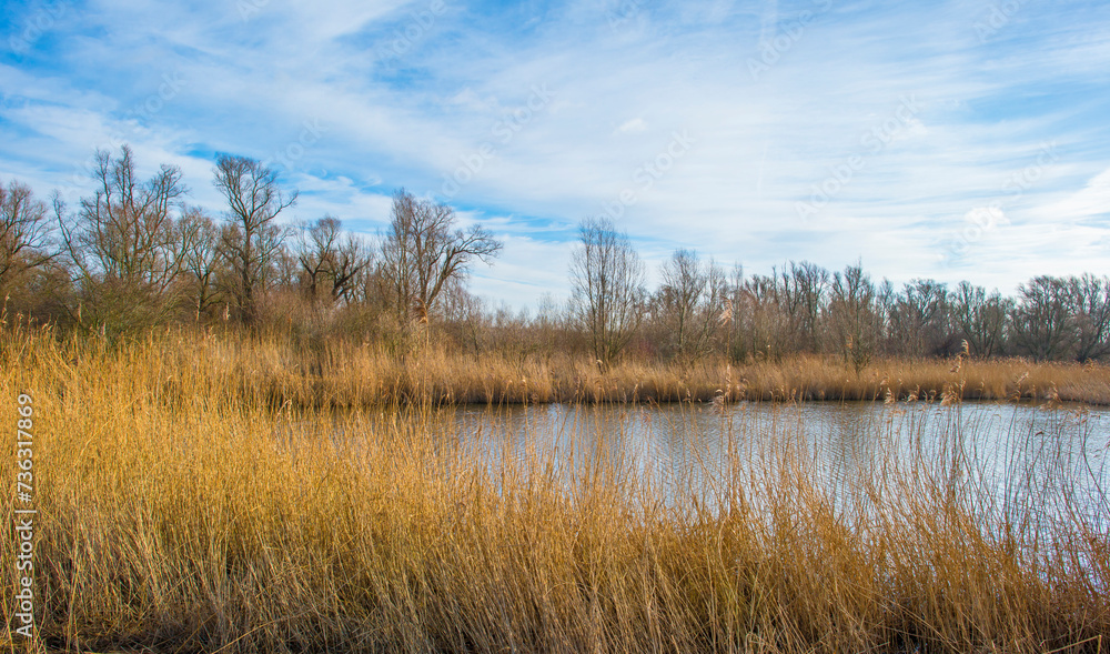 Reed along the edge of a lake in a blue cloudy sky in sunlight in winter, Almere, Flevoland, The Netherlands, February 13, 2024 Reed along the edge of a lake in a blue cloudy sky in sunlight in winter, Almere, Flevoland, The Netherlands, February 13, 2024