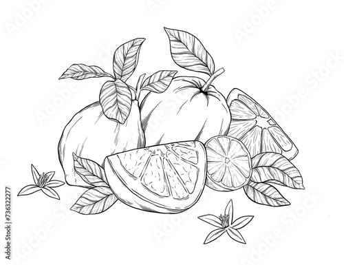Citrus fruit sketch botanical illustration