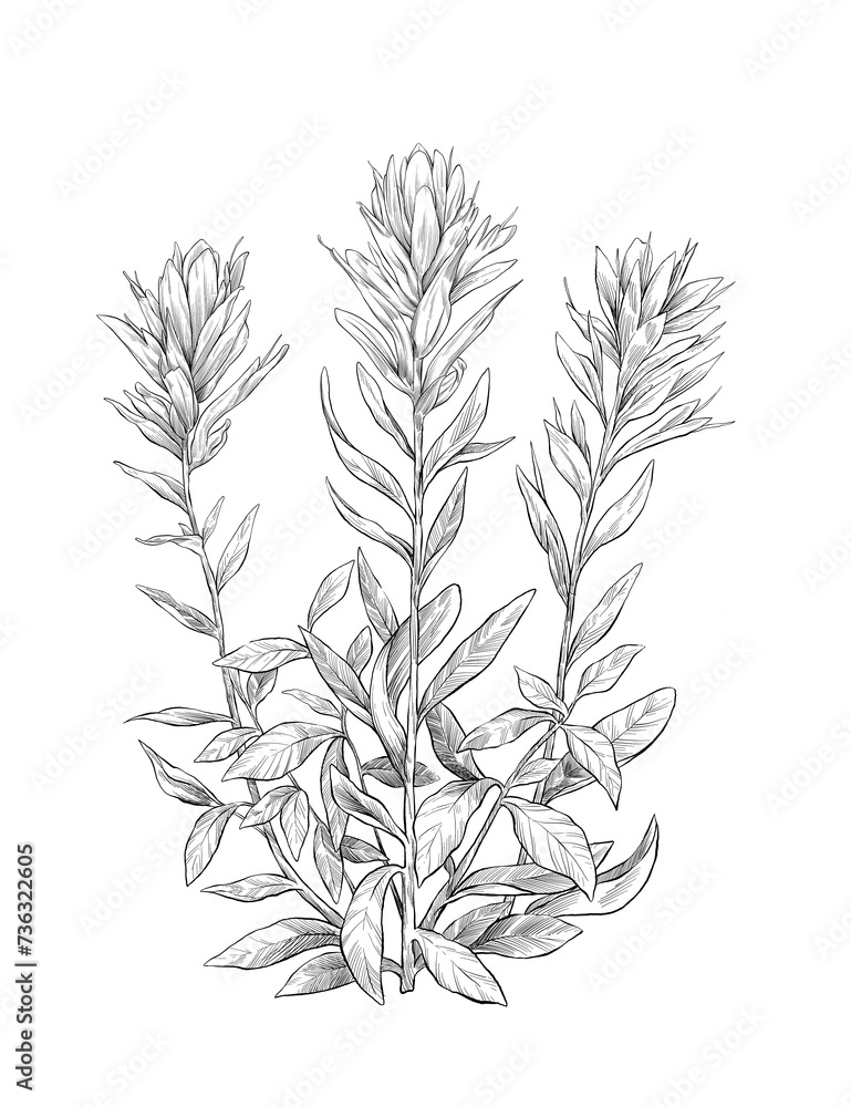 Indian brushpaint flower sketch illuastration Indian brushpaint flower sketch illuastration