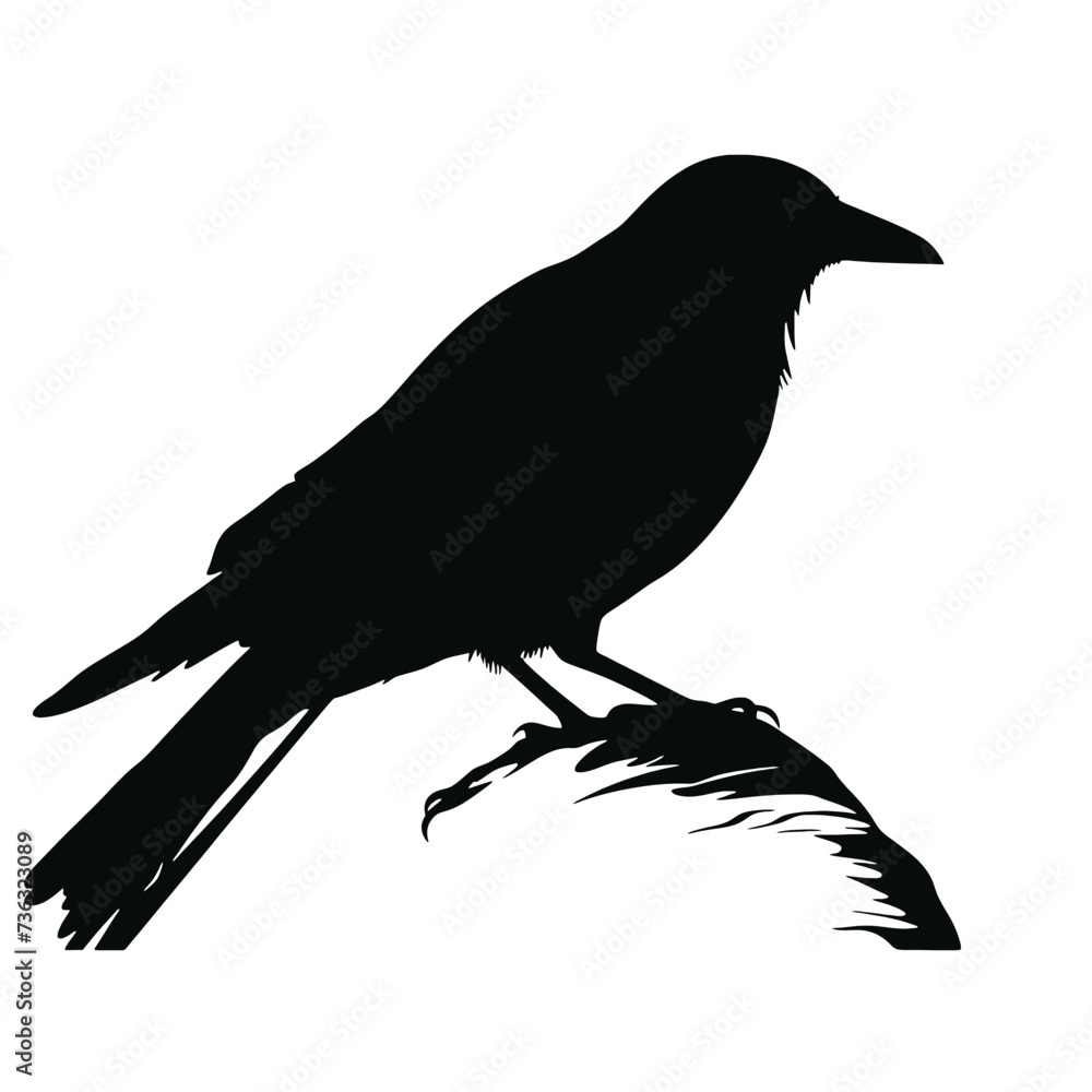 Obraz premium crow Silhouette 