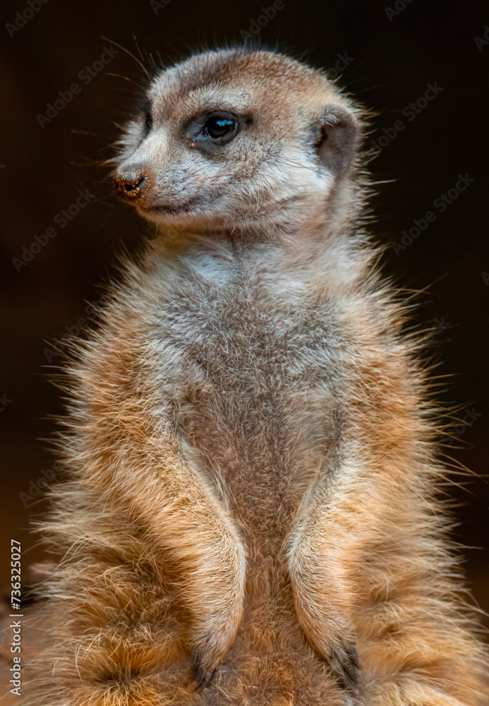 Fototapeta premium Meerkat (Suricata suricatta) stands guard, Hartbeespoort Dam, North West.