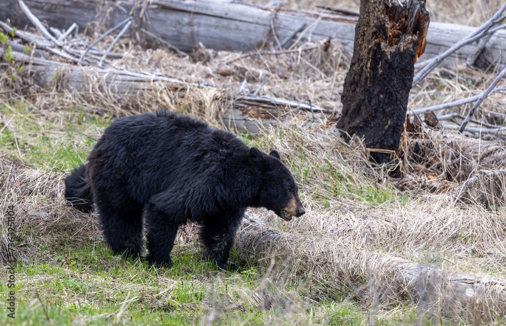 Black Bear in Springtime in Yellowstoen National Park Black Bear in Springtime in Yellowstoen National Park