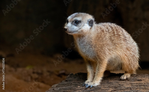 MZeerkat (Suricata suricatta) relaxing on a log, Hartbeestpoort Dam, North West, photo