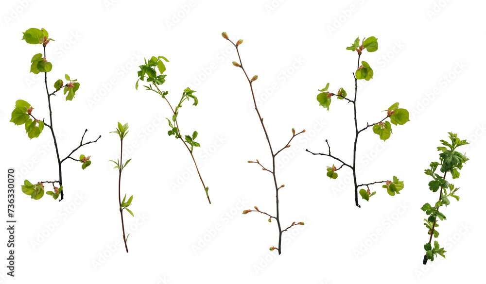 Various spring tree branches with young green leaves and buds on white background - obrazy, fototapety, plakaty 