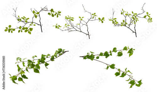 Few various spring tree branches with young green leaves on white background