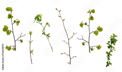 Various spring tree branches with young green leaves and buds on white background
