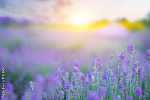 Lavender flowers field in bloom on sunset sky natural background.