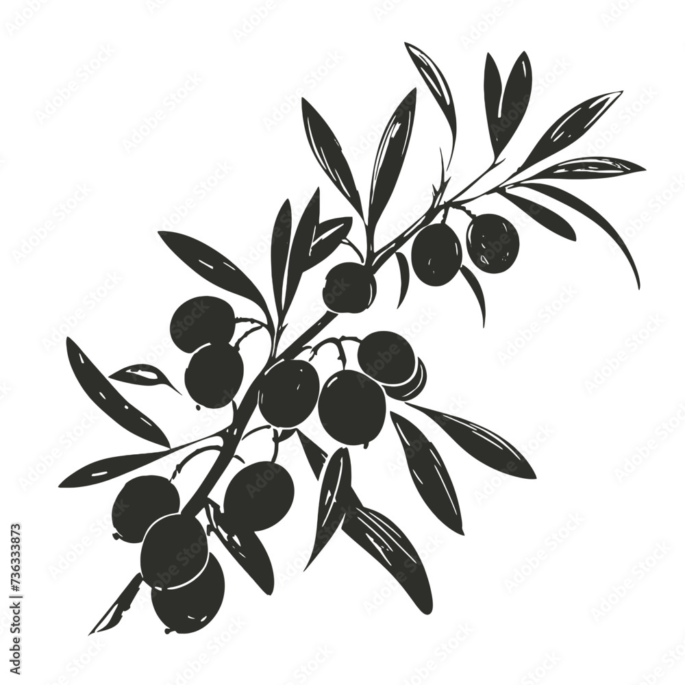 vector illustration of olive branch vector illustration of olive branch