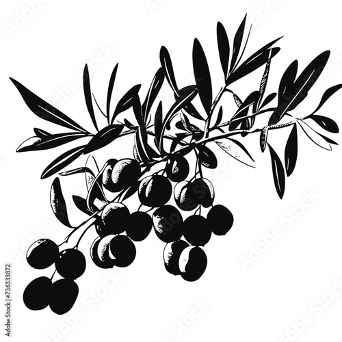 branch of olives