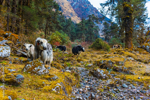 Beautiful Himalayan Yak Cows on the way to Kanchenjunga Base Camp in Torandin, Taplejung, Nepal photo