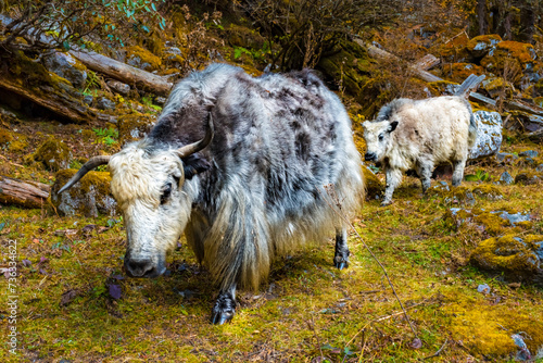 Beautiful Himalayan Yak Cows on the way to Kanchenjunga Base Camp in Torandin, Taplejung, Nepal photo