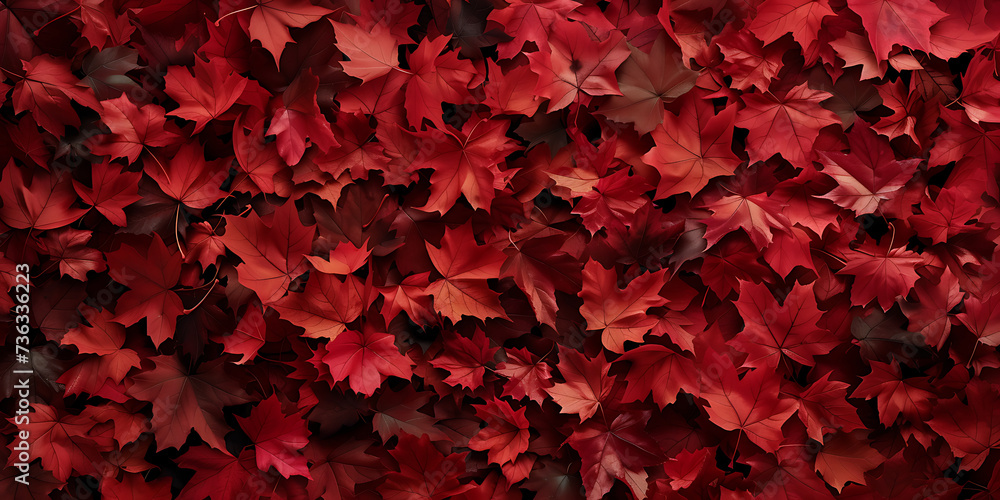 red leaves background. red maple leaves - obrazy, fototapety, plakaty 