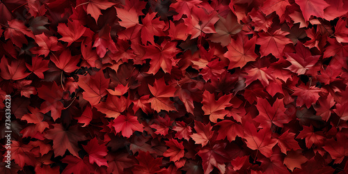 red leaves background. red maple leaves photo