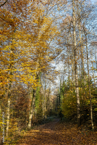 Waldweg mit Herbstlaub