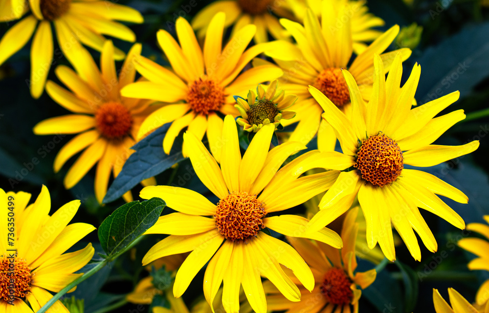 Fototapeta premium Beautiful blooming yellow flowers of Rudbeckia Fulgida, commonly known as Goldsturm or Brown Eyed Susan.