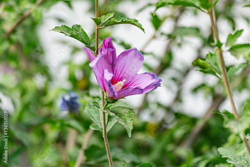 Крупный план розового цветущего растения
