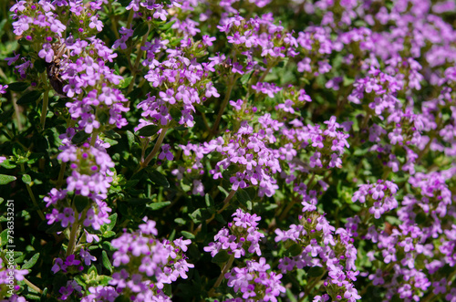 Thyme flowers close-up. Herbs. agriculture