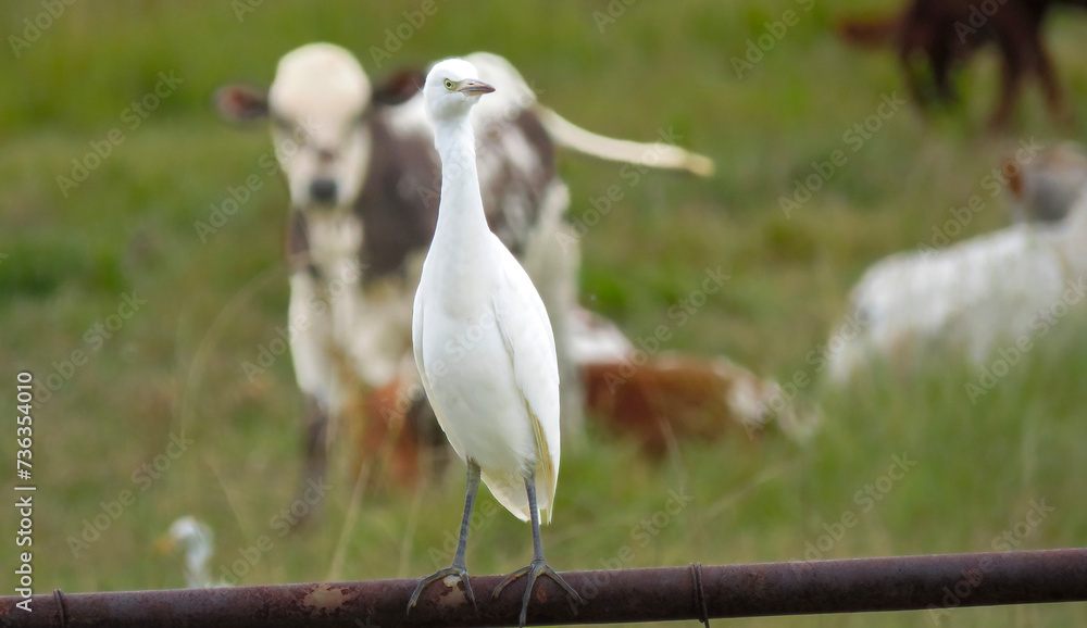 Fototapeta premium Great egret (Egretta alba), with transition between yellow and black beak, farmland near Fochville, North West.