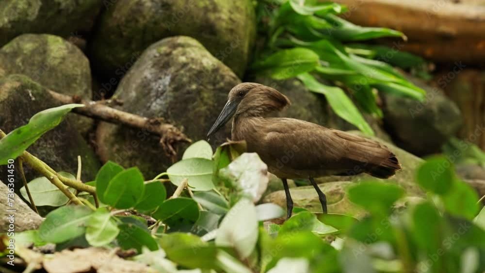 A Hamerkop Searching For Food On The Ground A Hamerkop Searching For Food On The Ground