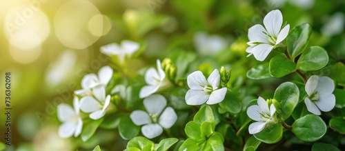 Bacopa monnieri, an Ayurvedic herb known as Brahmi, supports brain health and cognition. photo