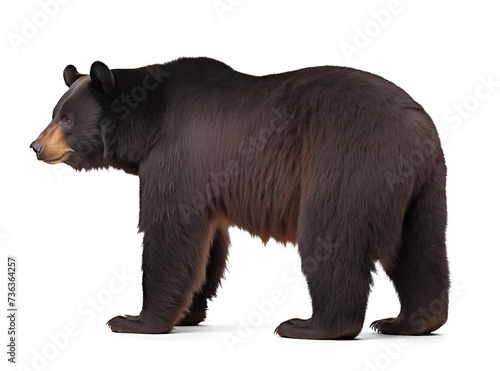 Side view of an american black bear on isolated background