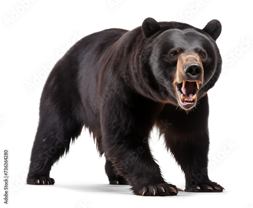 Scary aggressive black bear with open mouth