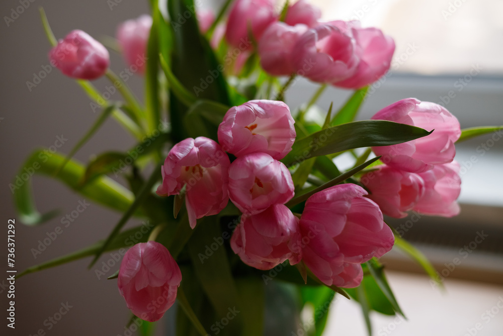 Beautiful pink tulips in a vase Beautiful pink tulips in a vase