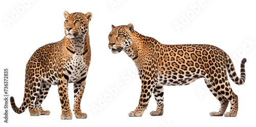 Two leopard couple on isolated background photo